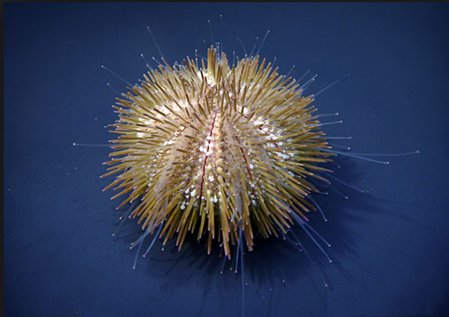 adult sea urchin