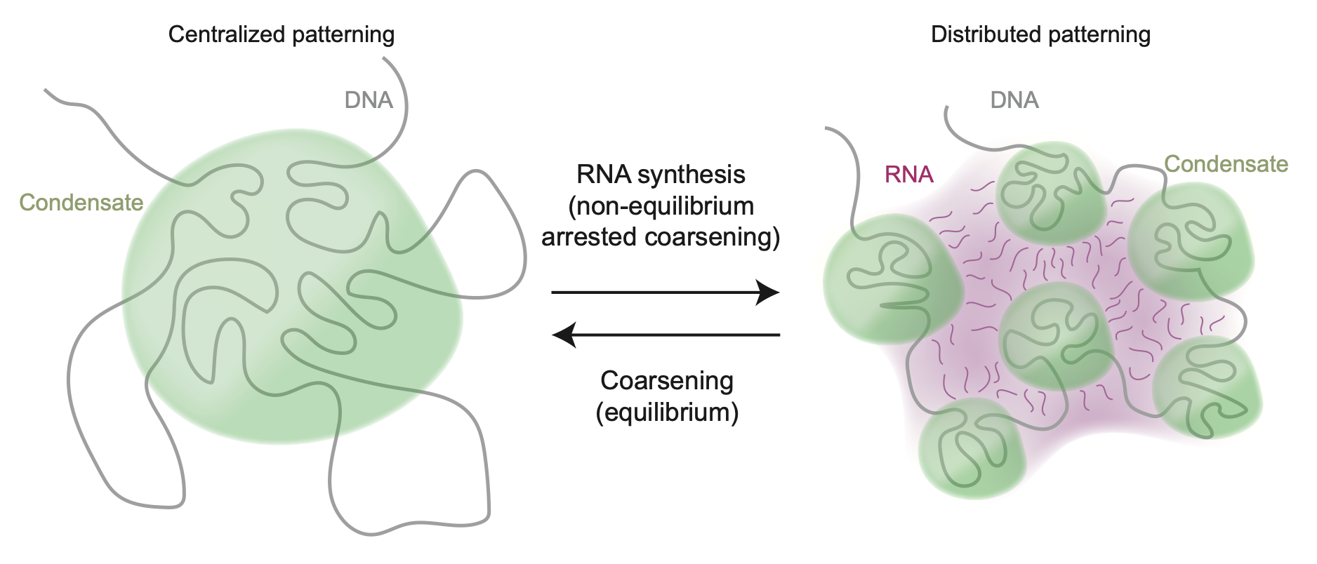 Graphical abstract depicting centralized vs distributed condensates in the nucleolus.