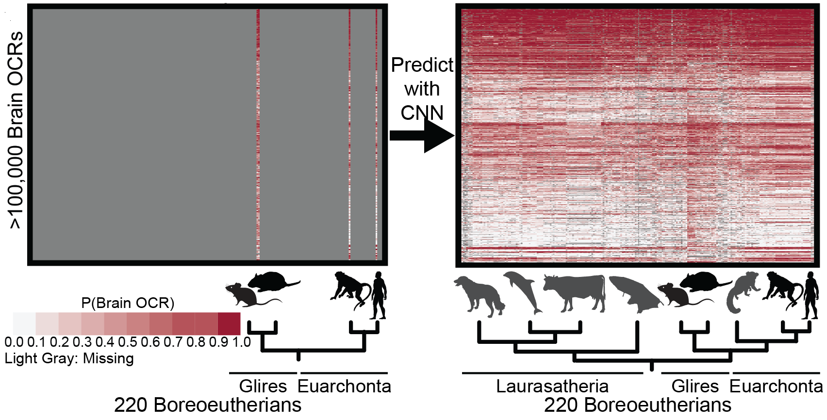 Inferring mammalian tissue-specific regulatory conservation by predicting tissue-specific differences in open chromatin