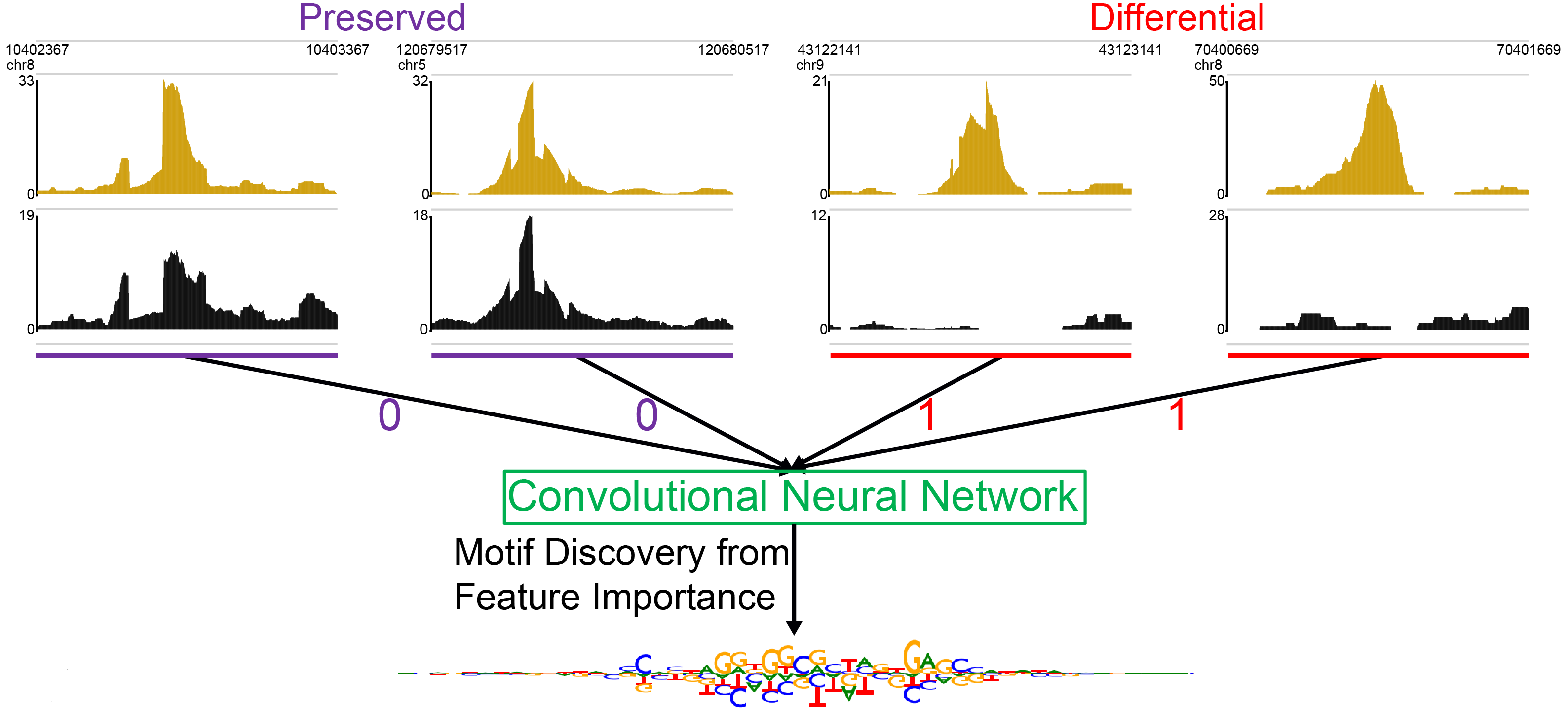 Neural network modeling of differential binding between wild-type and mutant CTCF reveals putative binding preferences for zinc fingers 1–2