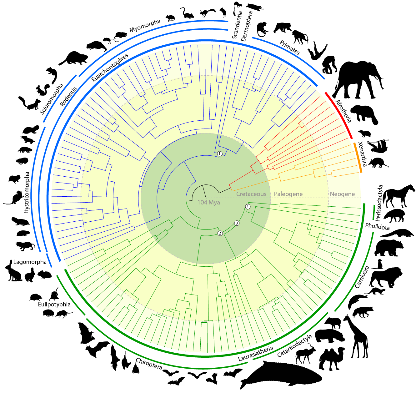 Evolutionary constraint and innovation across hundreds of placental mammals