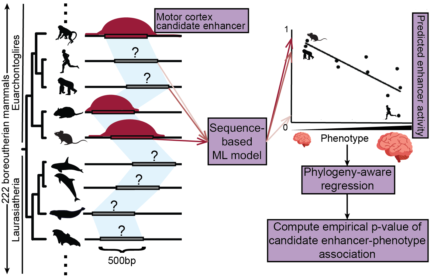 Relating enhancer genetic variation across mammals to complex phenotypes using machine learning