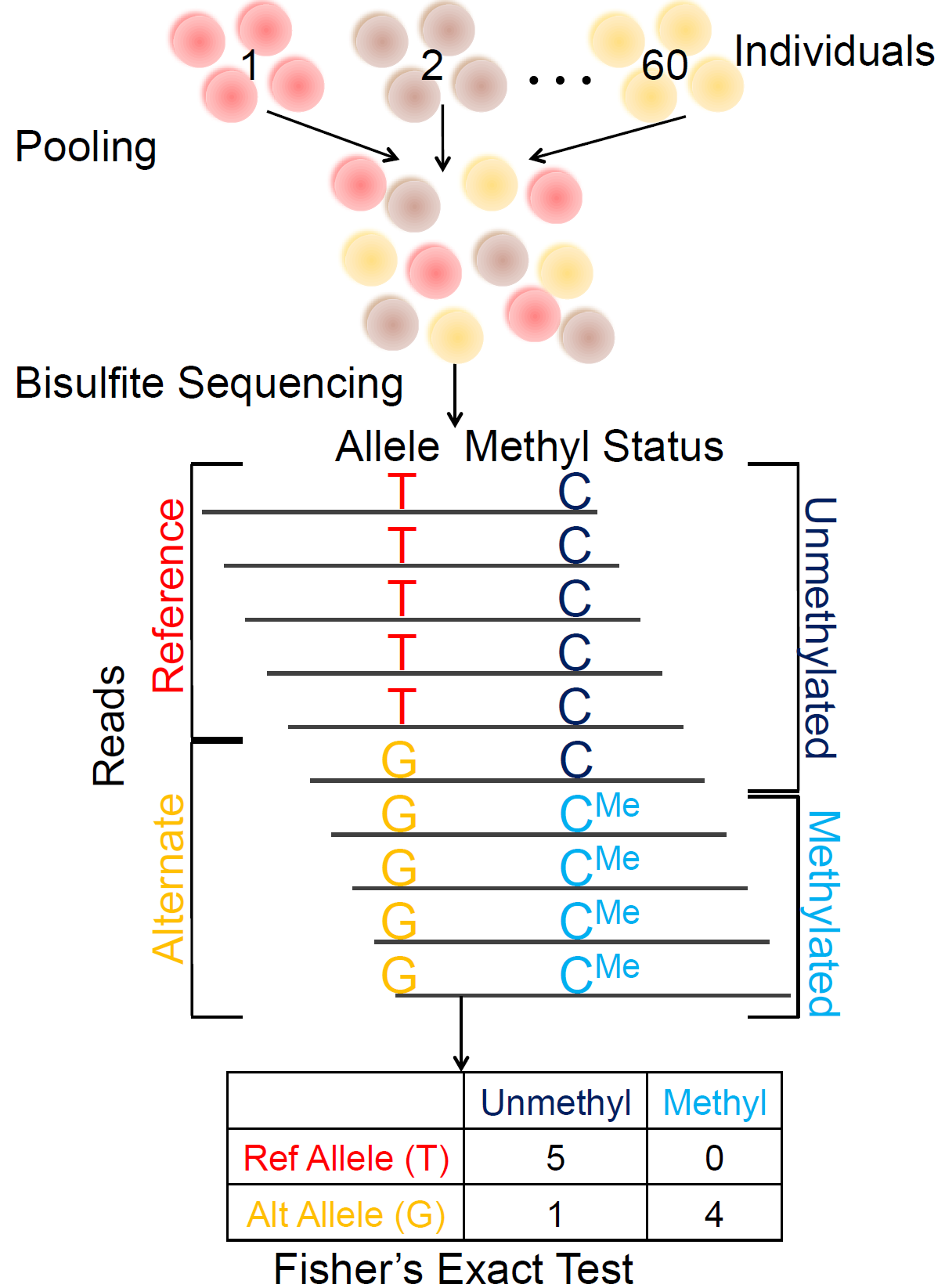 A pooling-based approach to mapping genetic variants associated with DNA methylation