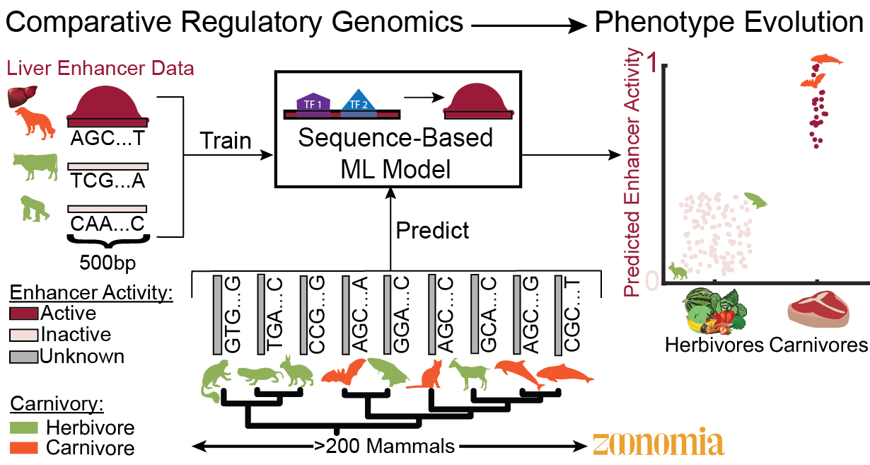 transcriptional regulation vs evolution mouse