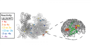 rna_structure-3