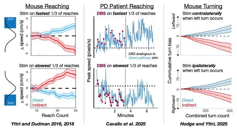 Consistent, pathway-specific effects across different behaviors and species