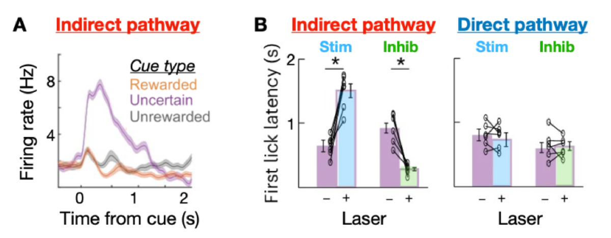 Indirect pathway neurons and hesitation