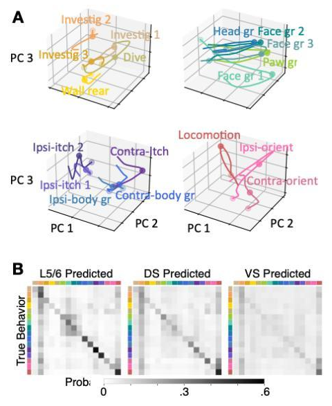 Neural trajectories and behavioral decoding