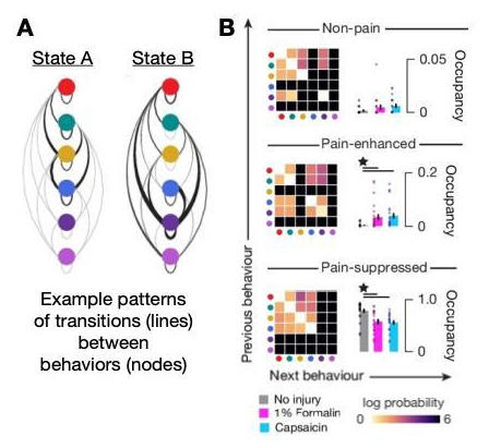 Behavioral transition structure identifies pain condition